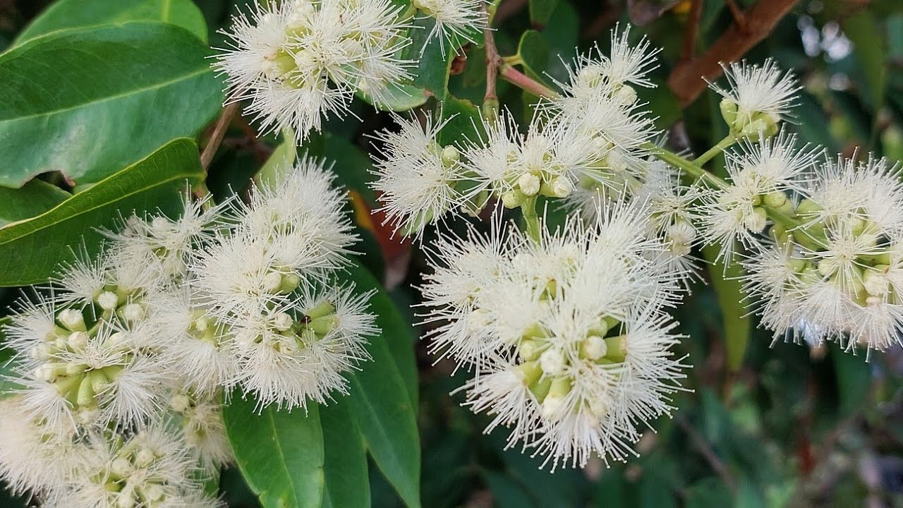 ชมสวนผักบ้านทุ่ง ข้าวโพด พอต้มแล้ว