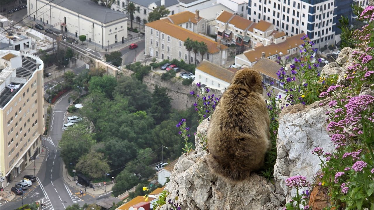 Gibraltar: Rock of Gibraltar, Europa Point & Windsor Gallery &ndash; A Day in the Territory