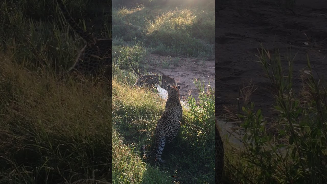 MALE LEOPARD KILLS LEOPARD CUB (filmed by Alexandra Bishop)