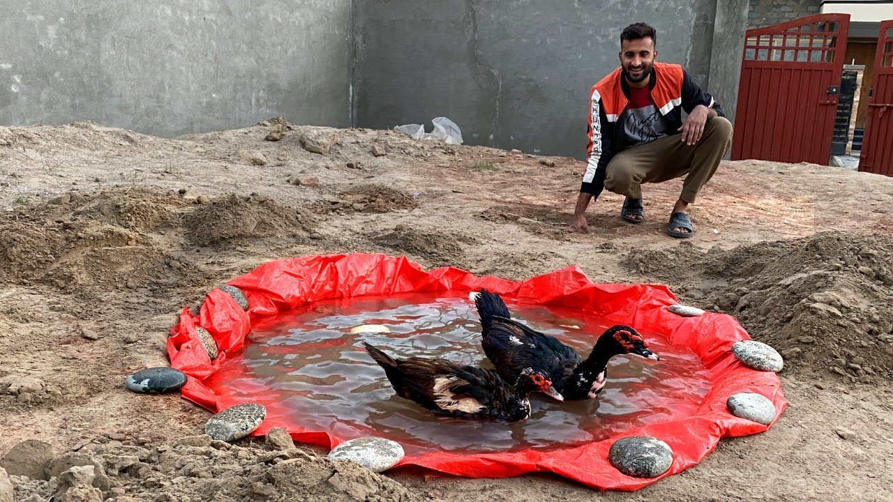 Ducks K Liye Swimming Pool Bna Dia 😍
