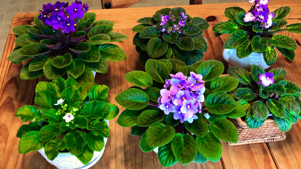 🌸trucos y consejos para florecer tus violetas africanas 🌸