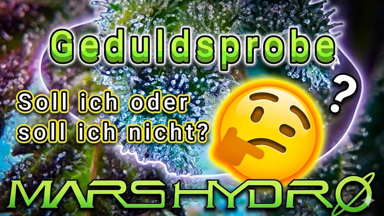 🌱 Royal Haze Automatic Update &ndash; Warten auf die Ernte! |  Grow-Update Woche 11 & Trichome-Check 🌱