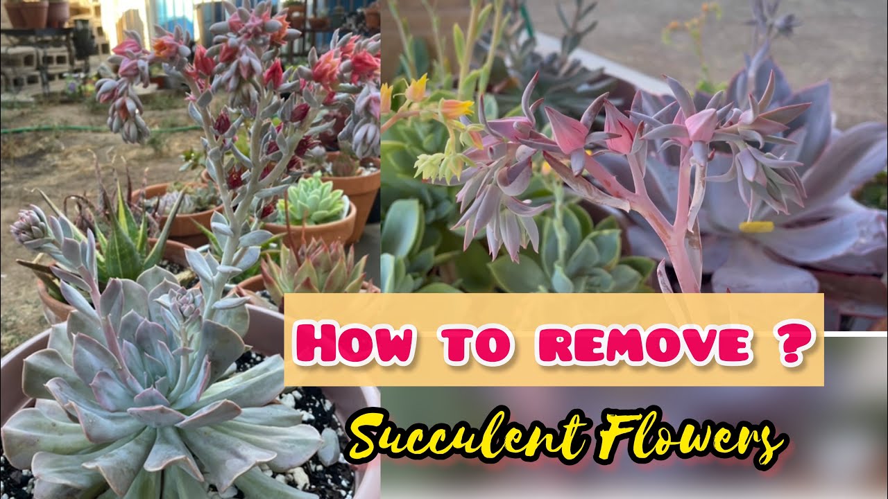Succulent Bloom, How to remove succulent flower stalk and what to do with it #succulent flower
