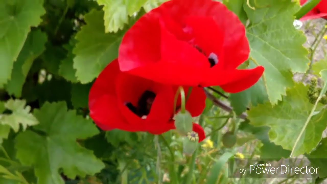 Mollaisaqli kendi qisa film.  Volume  05/2018