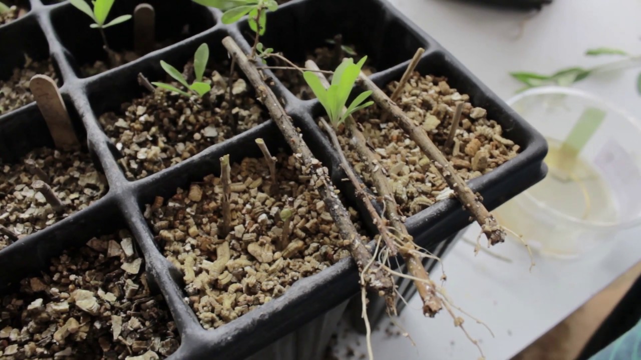 How to Grow Goji Berries From Cuttings