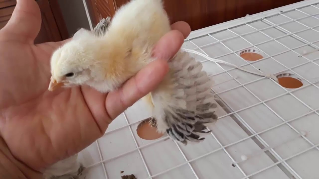 Brama Layt cücələri 6/10/16 günlük ORİGİNAL/SATILIR/0775502111