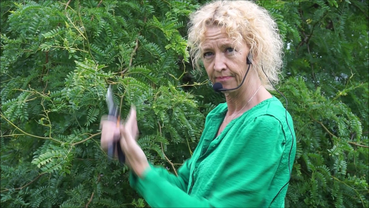 Pruning Instructions and symptoms of a stressed Gleditsia, the Golden Honey Locust Tree