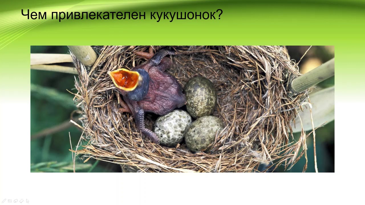 Гнездовой паразитизм M
