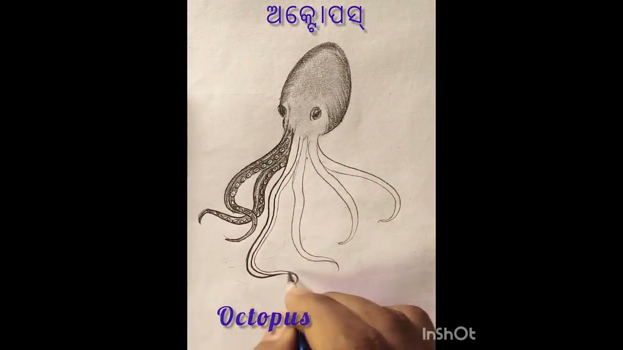 Octopus drawing 