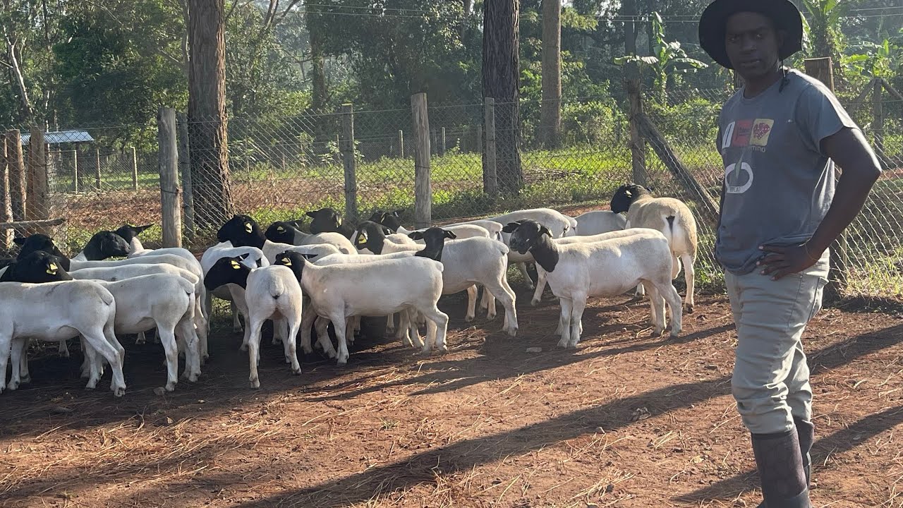 Timo  farms  . #dorpersheep #boargoat #breeding  #Uganda