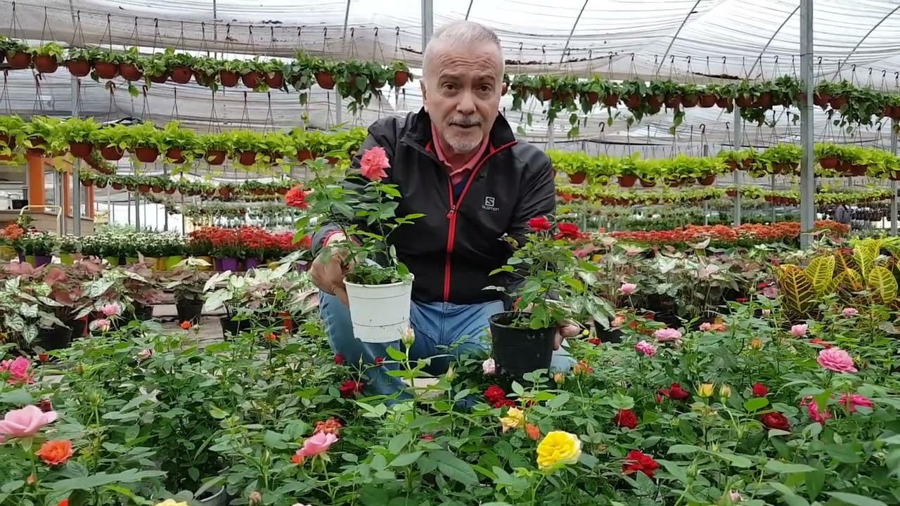 ROSA ROCOCO (Sab&eacute;s qui&eacute;n la trajo a C&oacute;rdoba por primera vez ?) Cuidados y Secretos