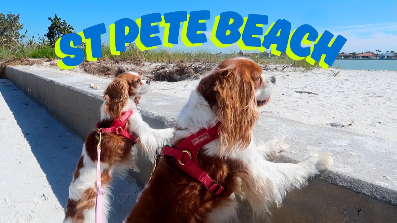 Cavalier King Charles at the Beach! 🌊🐾 Herky & Milton’s First Time at St. Pete Beach