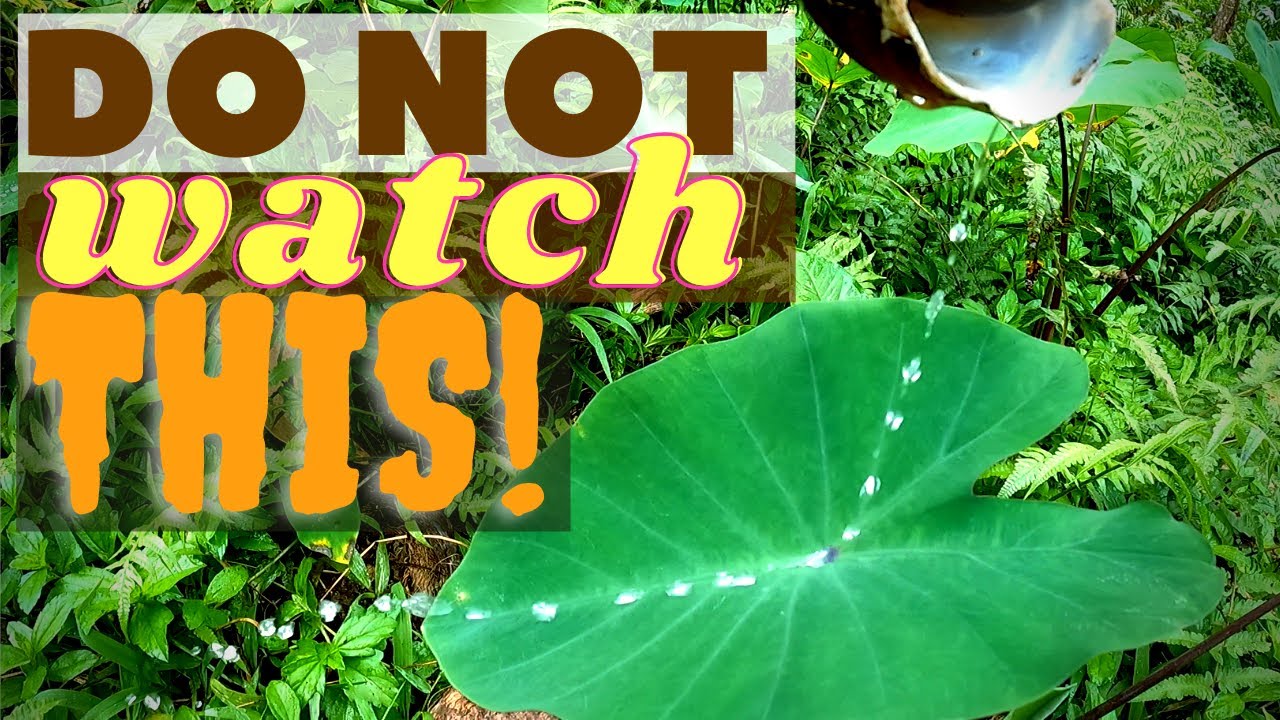WHAT am I WATCHING? WILD Plants in the PHILIPPINES that can HYPNOTIZE You [Weird Video]