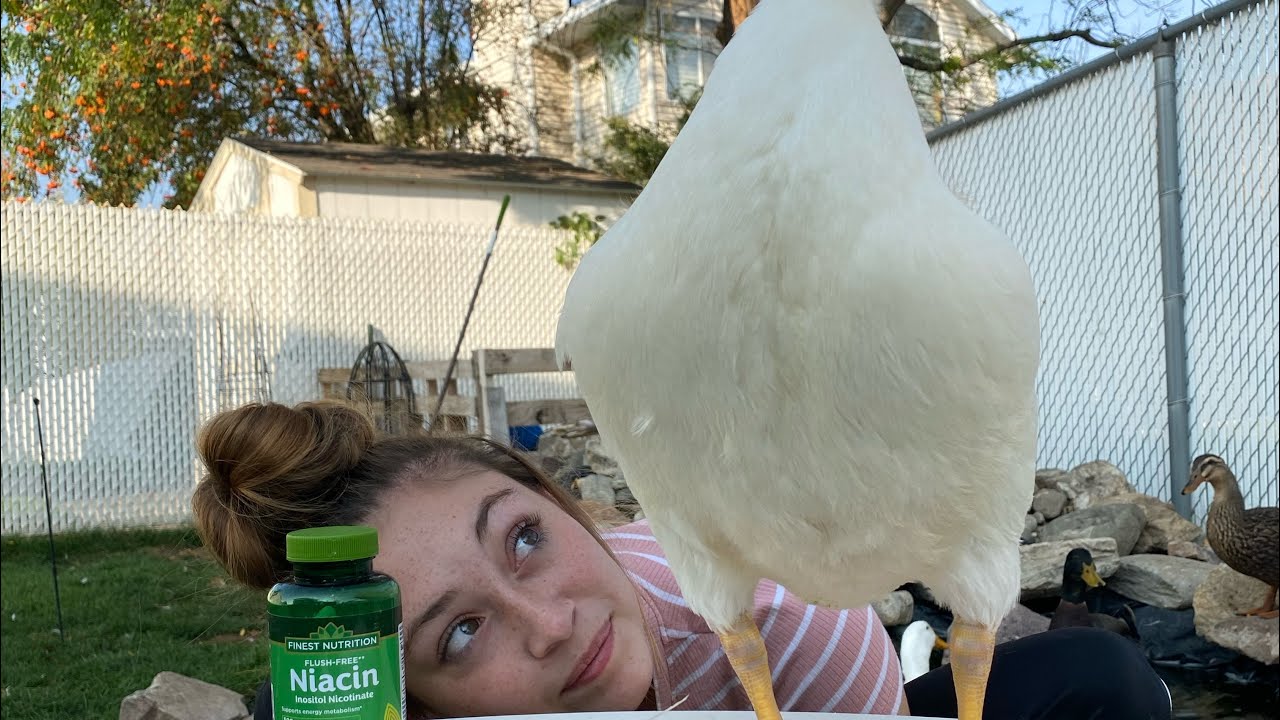 How to treat niacin deficiency in ducks