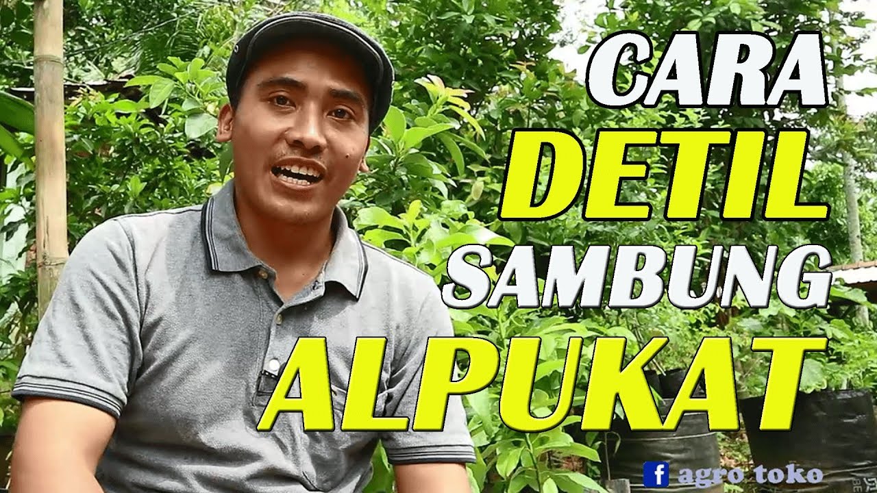 pembahasan detail rahasia cara sambung alpukat agar berhasil
