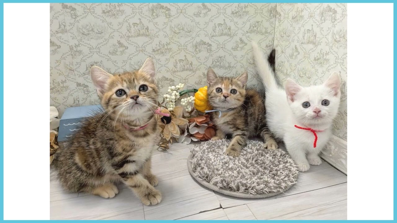 Coo&RIKU　No.00750990 マンチカン（長足）