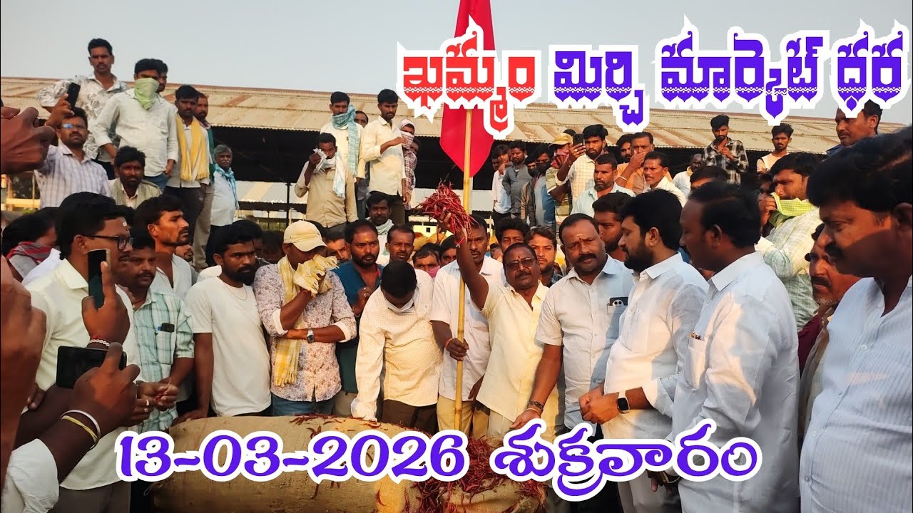 13/03/2026 khammam mirchi market price khammam mirchi market today #dharalu #mirchi#mirchiratetoday
