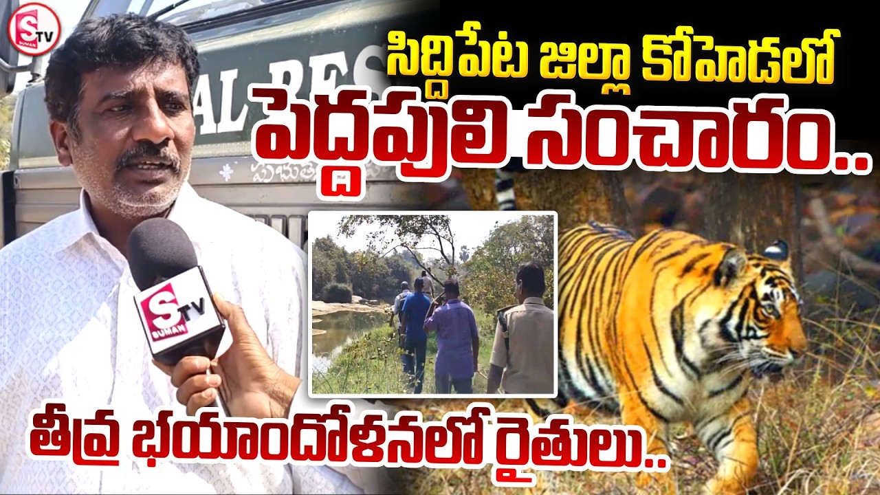 Tiger Roaming in Siddipet District Creates Chaos | సిద్దిపేట జిల్లాలో పెద్దపులి సంచారం