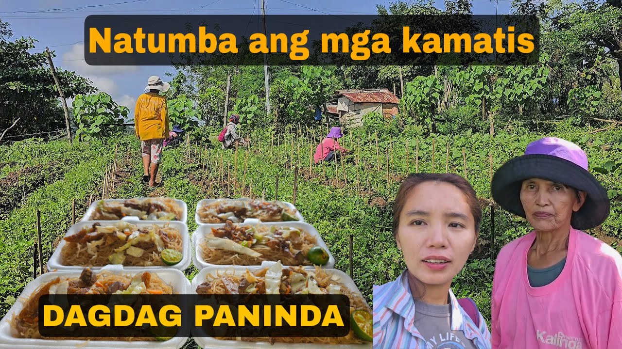 Nagsitumbahan ang kamatis dahil sa malakas na ulan | Nagluto ng pansit paninda | Mindoro 