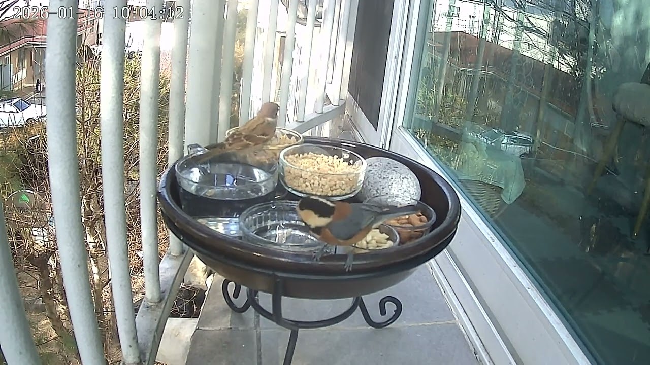 2026.01.16. 먹이터 아침 풍경 #버드피딩 #birdfeeding #직박구리 #박새 #동박새 #멧비둘기 #곤줄박이 #참새 #쇠박새