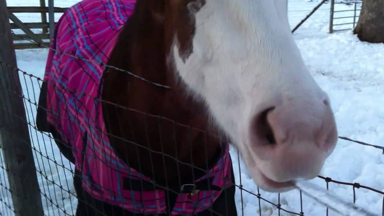 Unbroken Horse Ride Attempt