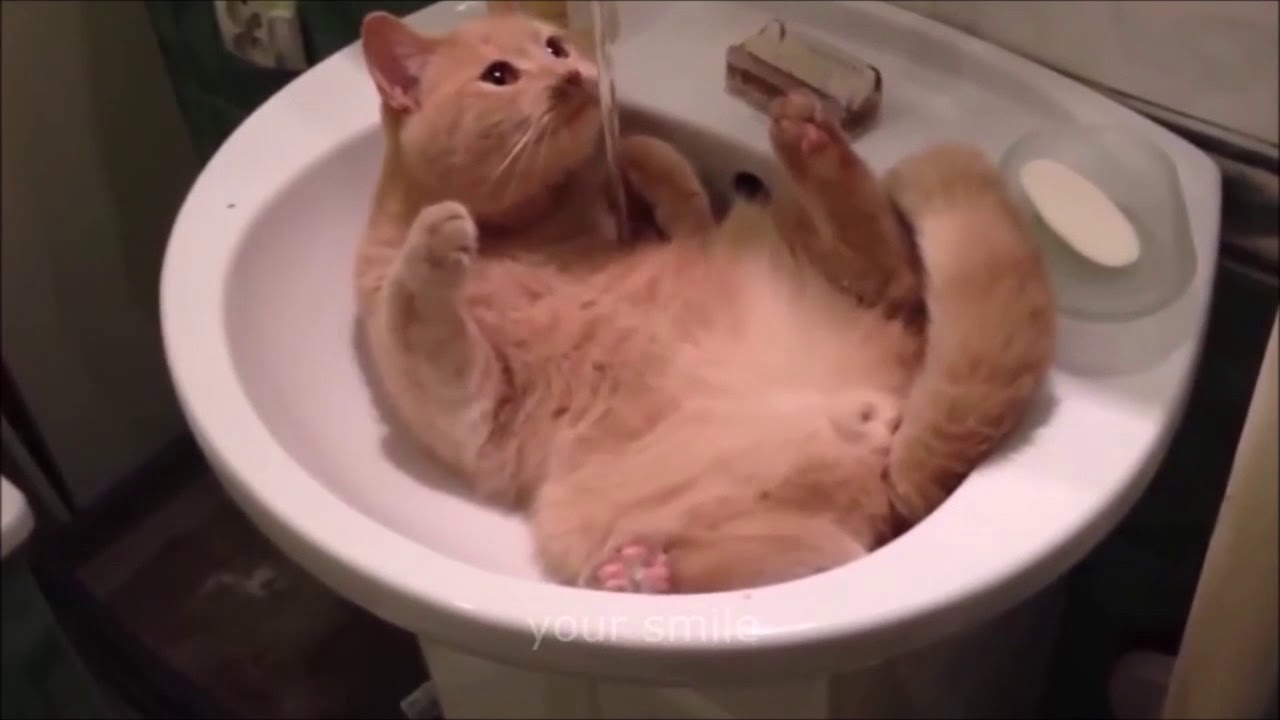 【猫おもしろ】愛しのデブ猫特集♡【でぶ猫】fat cat