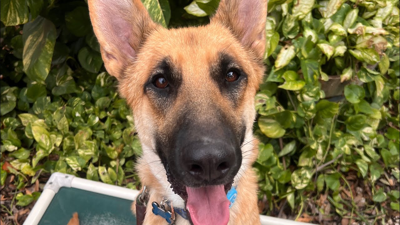 Odin | German Shepherd 