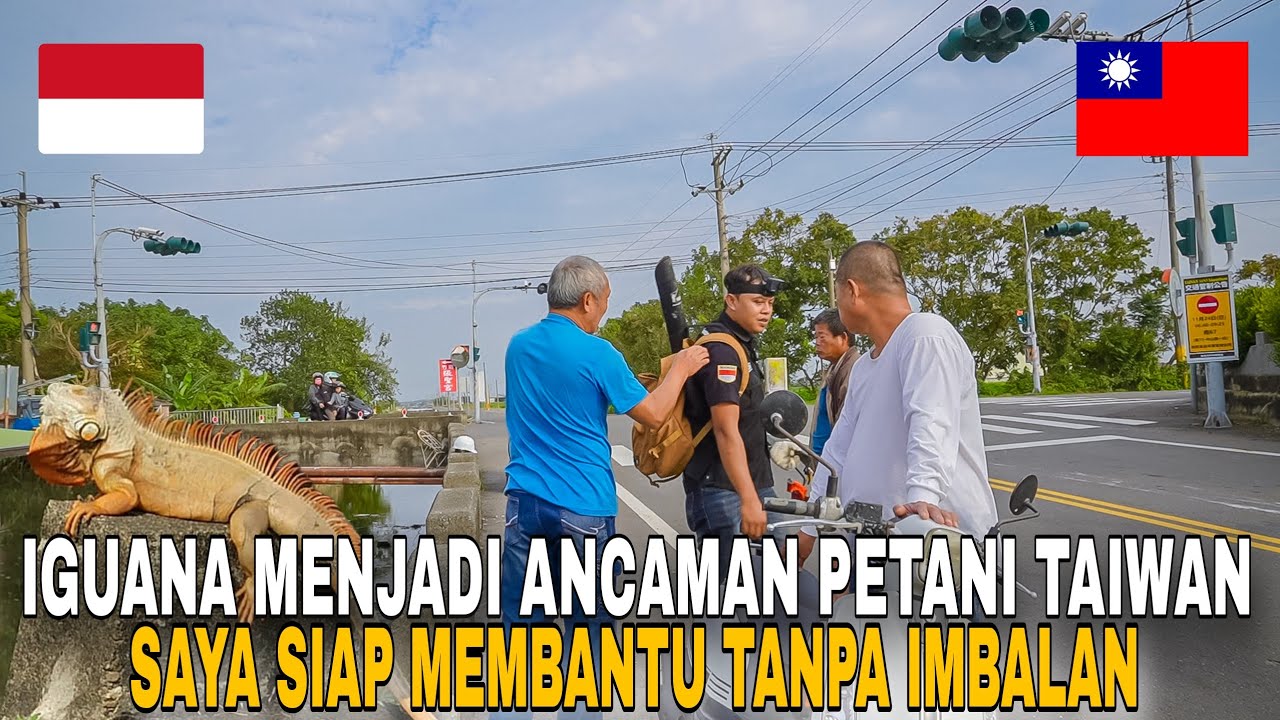 Petualangan Can Kevin Jadi Sorotan Bahaya Teror Iguana Menjadi Ancaman Petani Taiwan