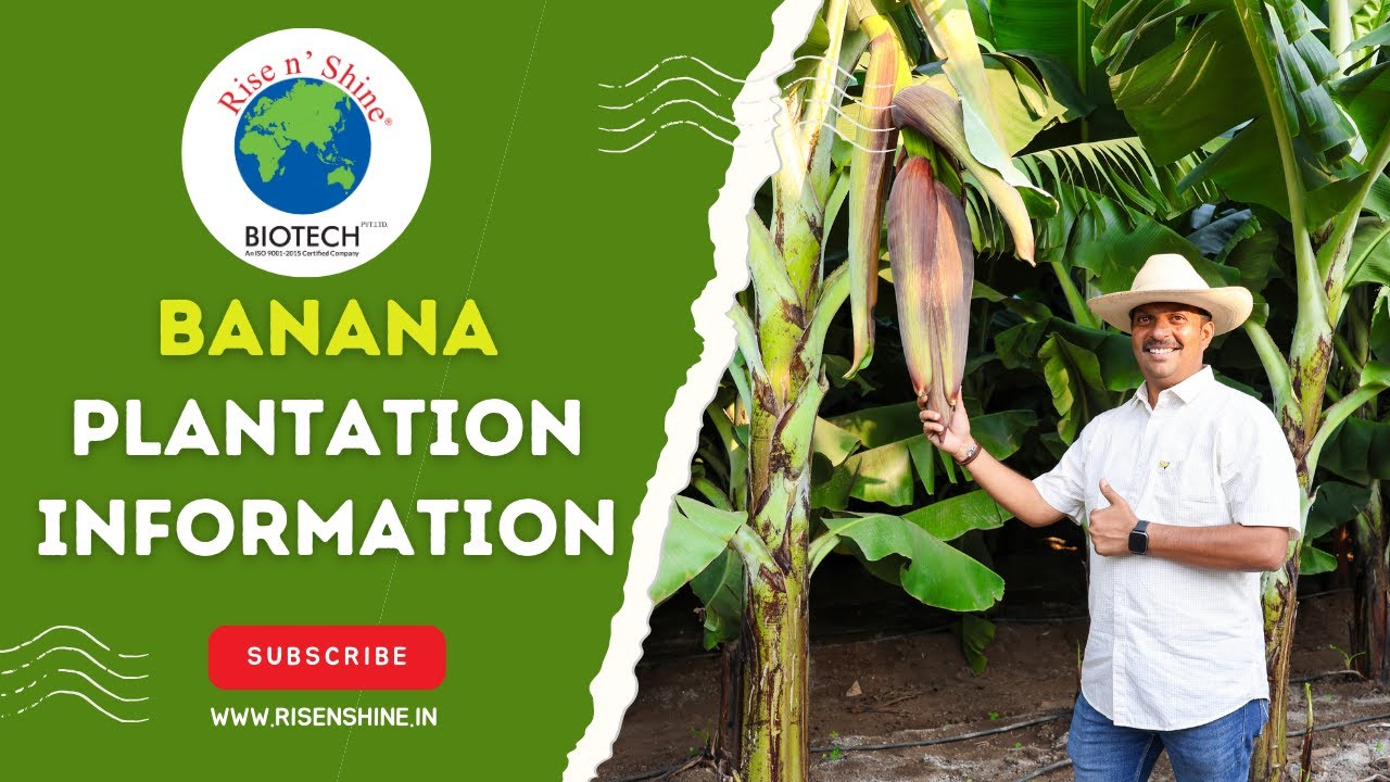 Best Banana Tissue Culture Plants | Farmer : Kapil Jachak | Rise n Shine Biotech | केळी पीक नियोजन