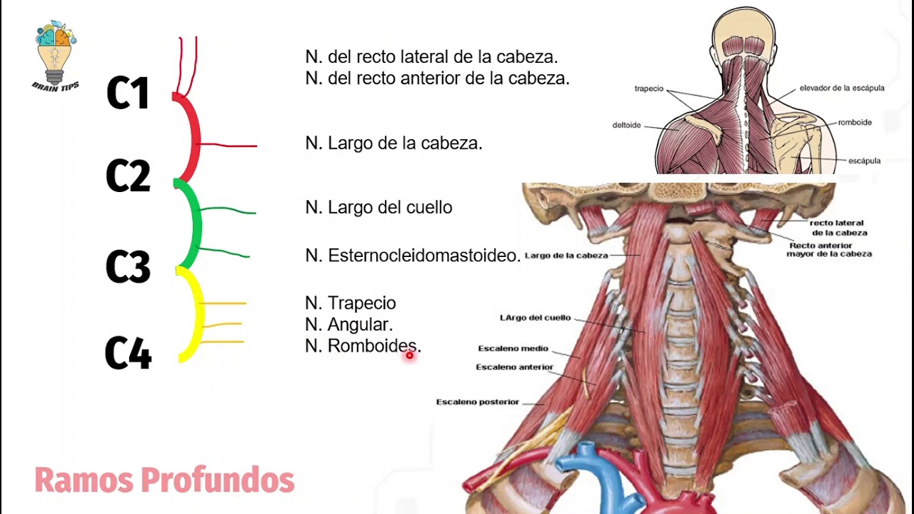 PLEXO CERVICAL, Superficial y Profundo, ASA DEL HIPOGLOSO?