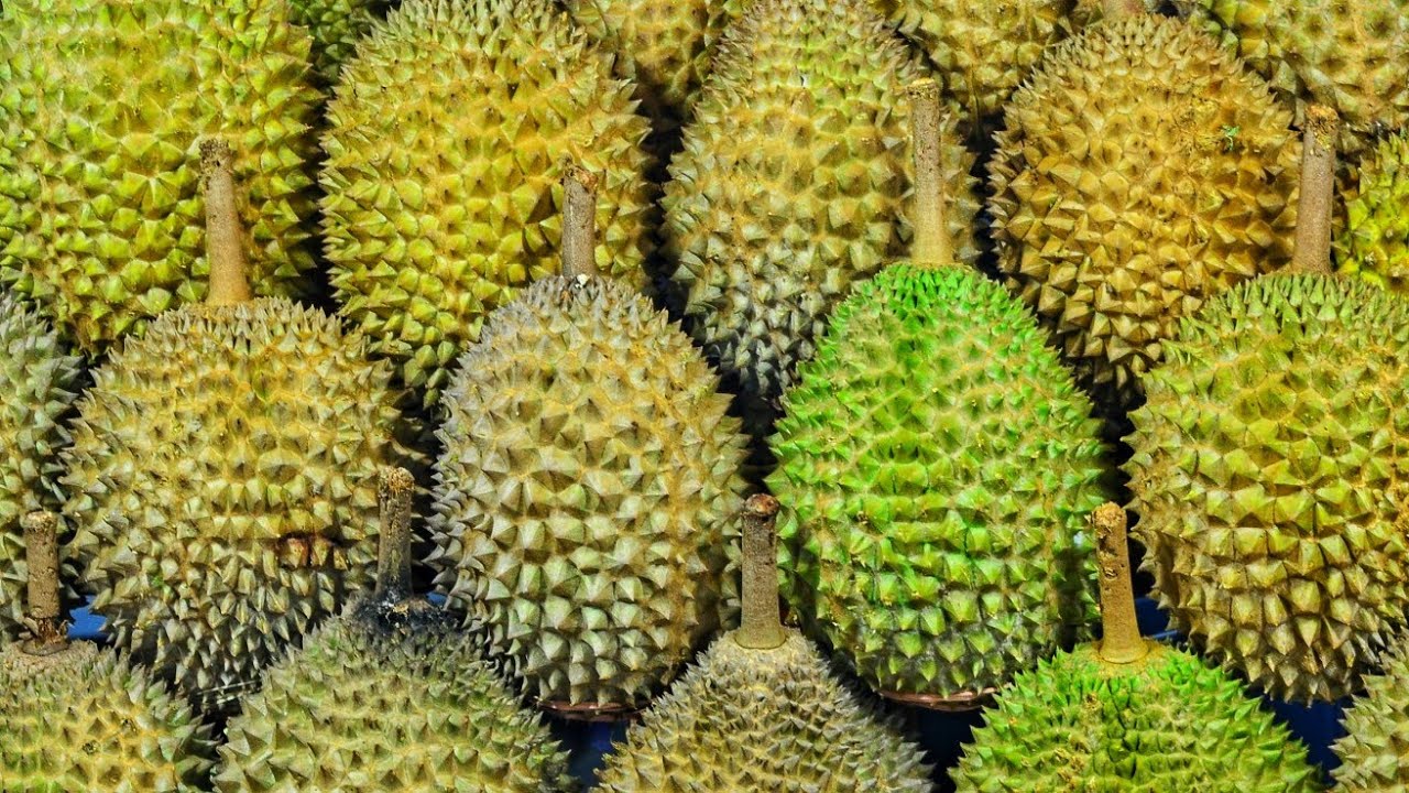 Durian tasting #Davaocity #Philippines #Durian #king