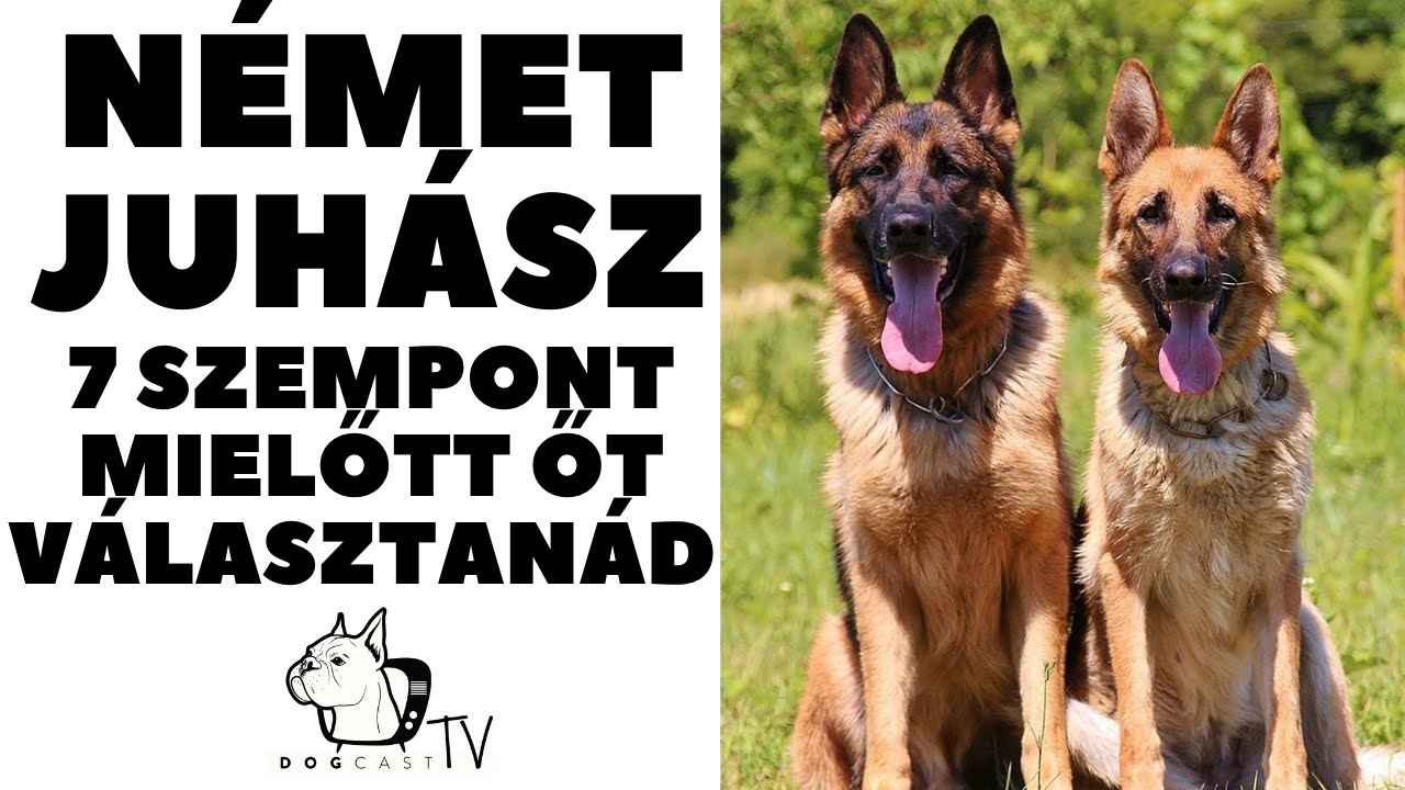 Mielőtt kutyát vennél - NÉMET JUHÁSZkutya - 7 Fontos Szempont!  DogCast TV!