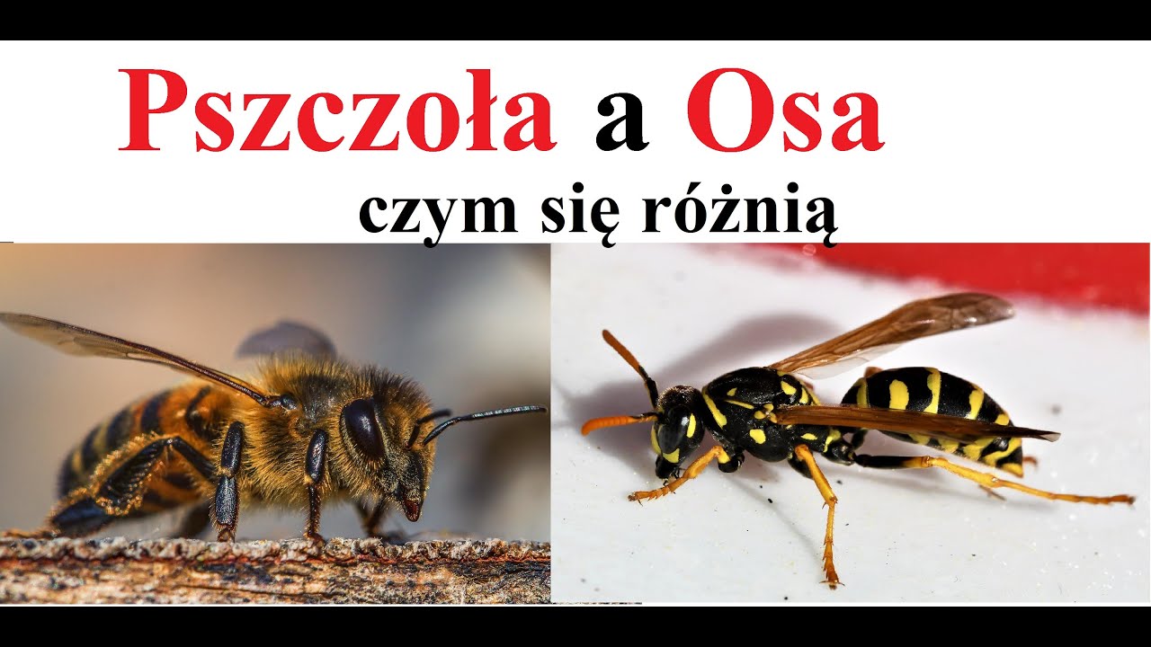 OSA a PSZCZOŁA - R&oacute;żnice