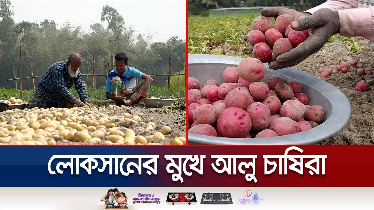 আলুর বাম্পার ফলনেও কৃষকের লোকসান; মিলছে না উৎপাদন খরচ | Naogaon | Potato | Jamuna TV