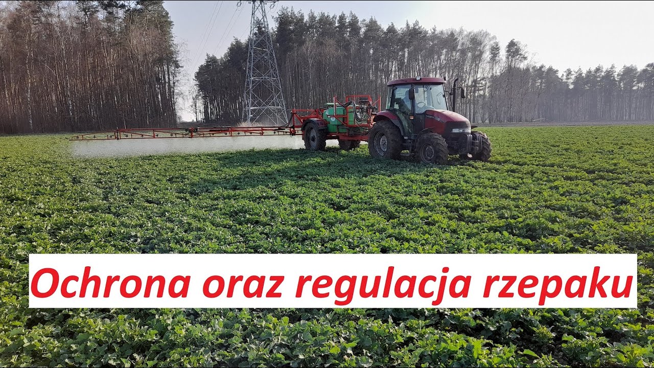Zabieg ochrony i regulacji w rzepaku - długo wyczekiwane okno pogodowe - Przegląd plantacji #17