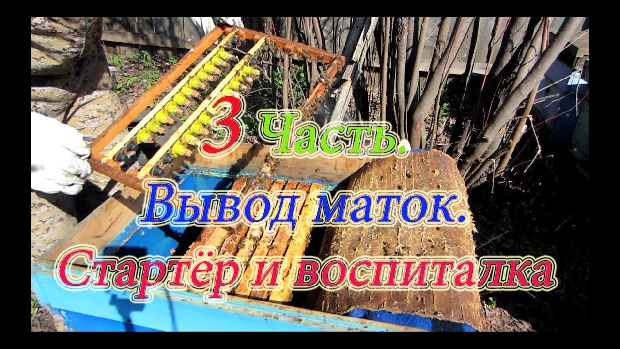 3 Часть  ВЫВОД МАТОК 2018г  ПОСТАНОВКА ПРИВИВОЧНОЙ РАМКИ В СТАРТЁР И ЗАТЕМ В ВОСПИТАЛКУ🔥🔥🔥