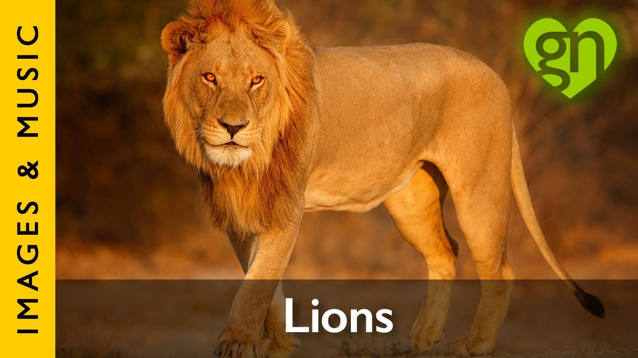 Lions - Majestic Images and Bold Music