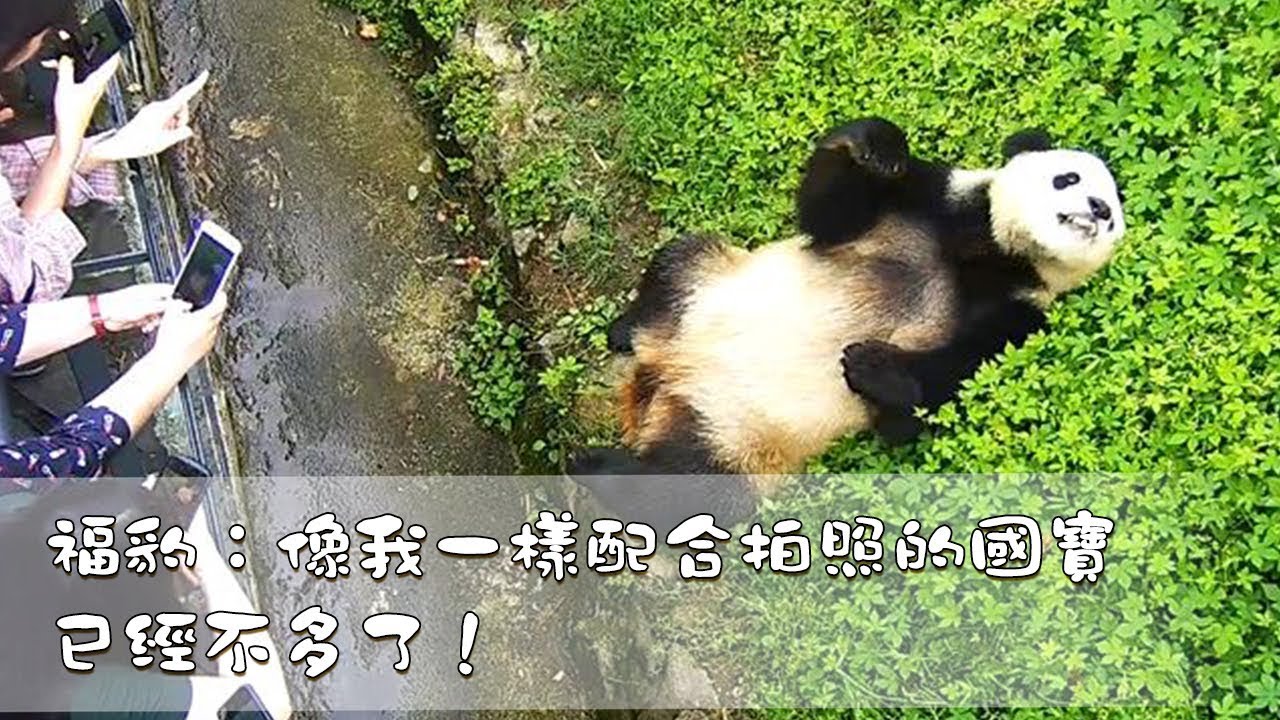 《熊貓早晚安》福豹：像我一樣配合拍照的國寶已經不多了！| iPanda