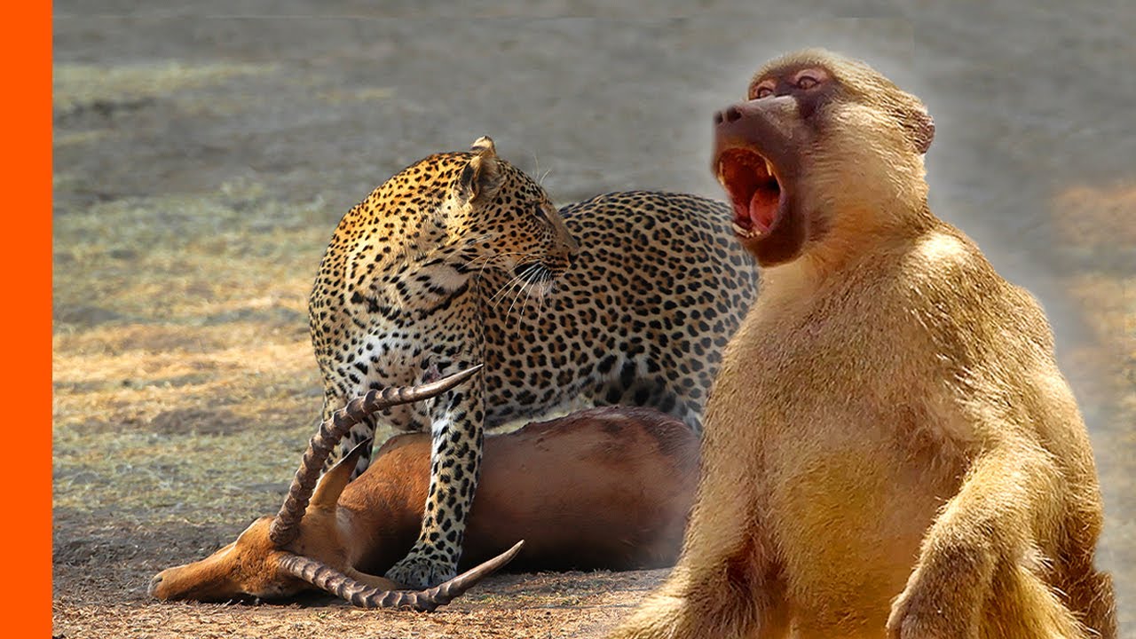 Baboons And Impala Unite To Fend Off Leopard | Predator Perspective | Love Nature