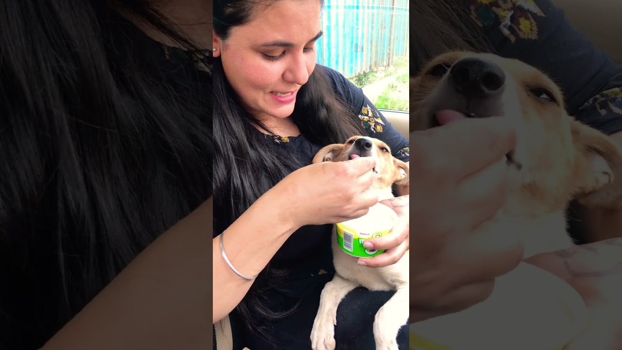 Ab kya hua #puppy #puppies #dog #dogs #dogmom #doglover #doglovers #shorts