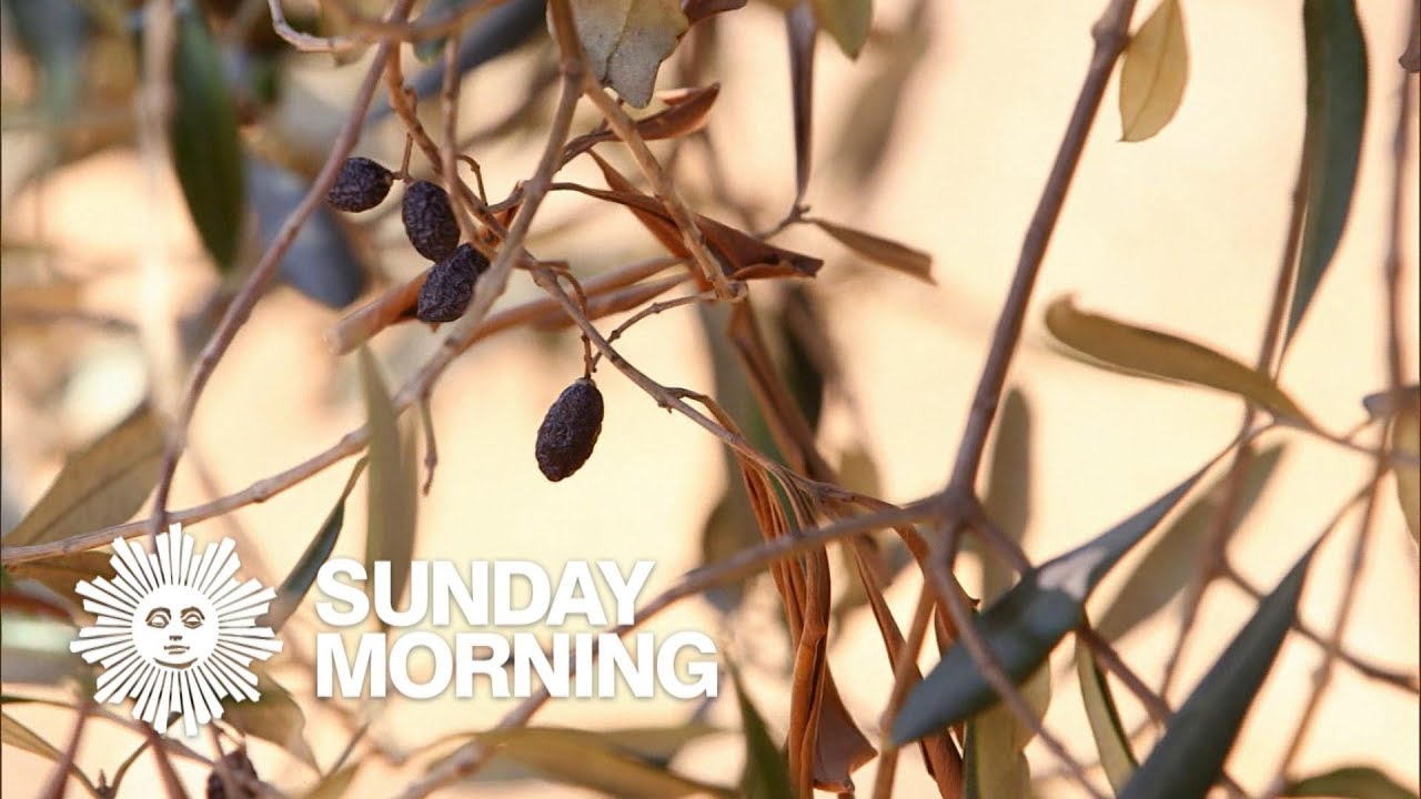 Italy's olive trees are dying