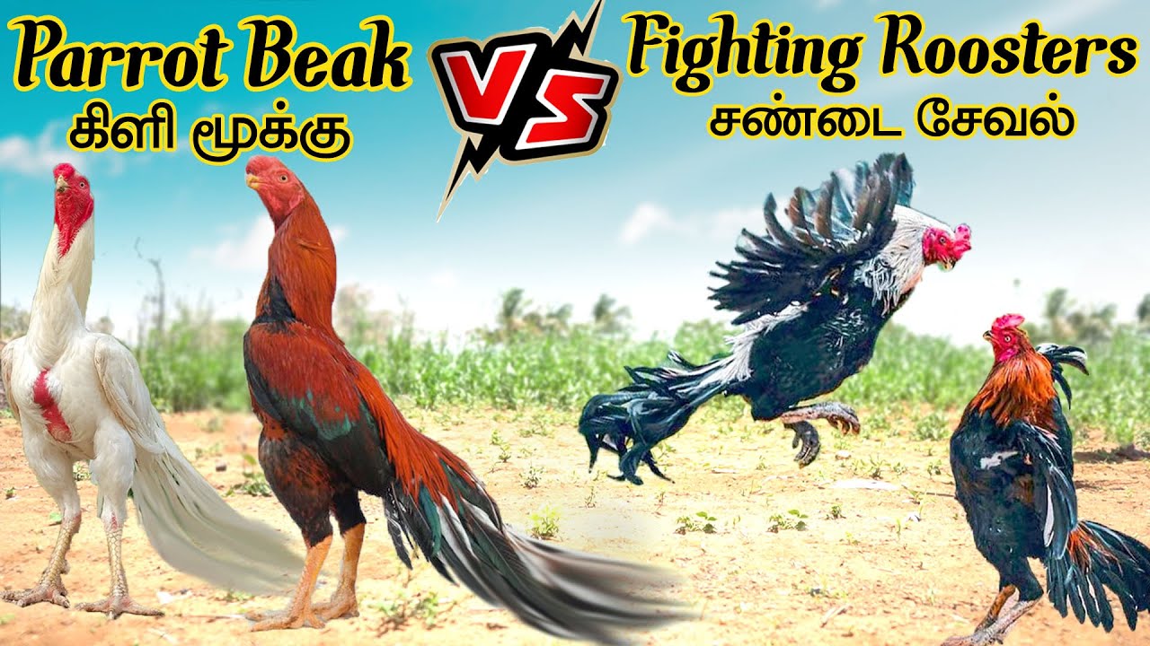 கிளி மூக்கு சேவல் பற்றிய மூலனூர் மணிகண்டன் அவர்களின் சிறப்பு  நேர்காணல் | Dharani Raja | Dharani