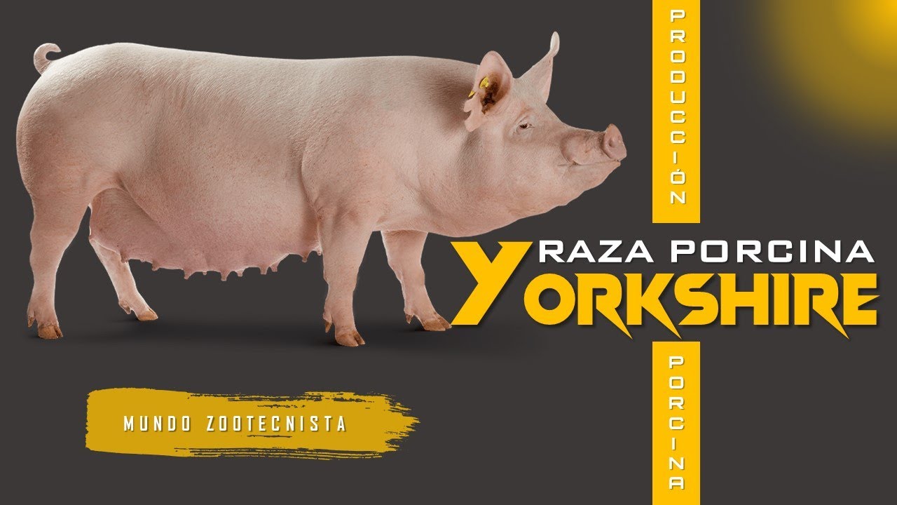 ✅ Raza Porcina YORKSHIRE 🐖​ 🐷​