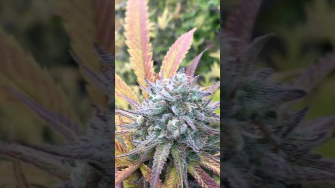 Full Fall Colors! How to Avoid BUD ROT!