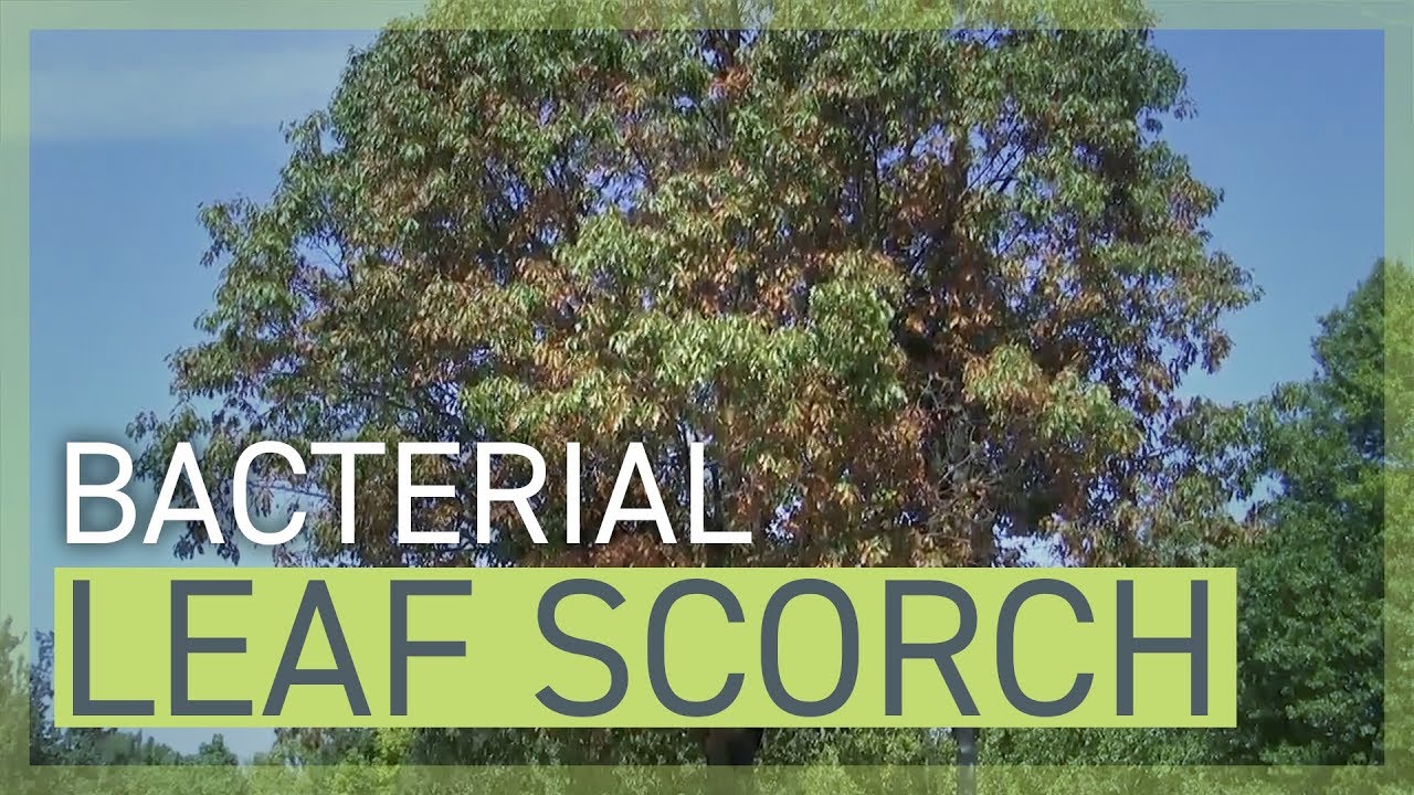 Bacterial Leaf Scorch