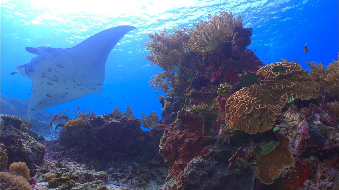 20230610 Komodo Diving 8K HDR (1/4)