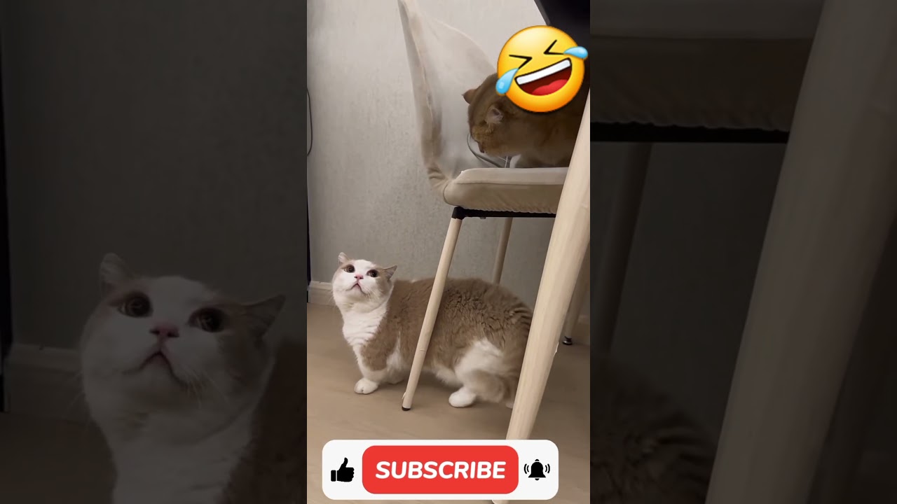 🐈 Cats fight against each other to show their power 