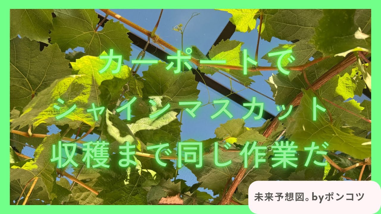 カーポートでシャインマスカット　収穫まで同じ作業だ