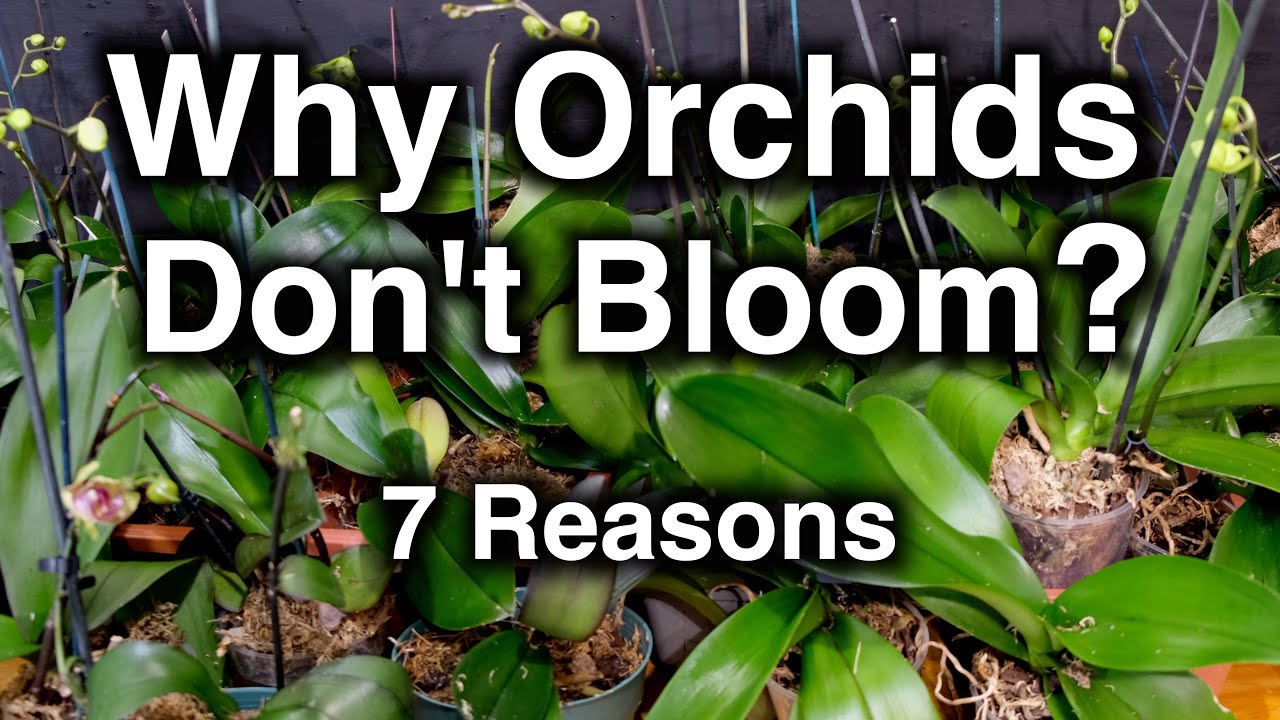 Орхидеи не цветут? Семь причин, почему
