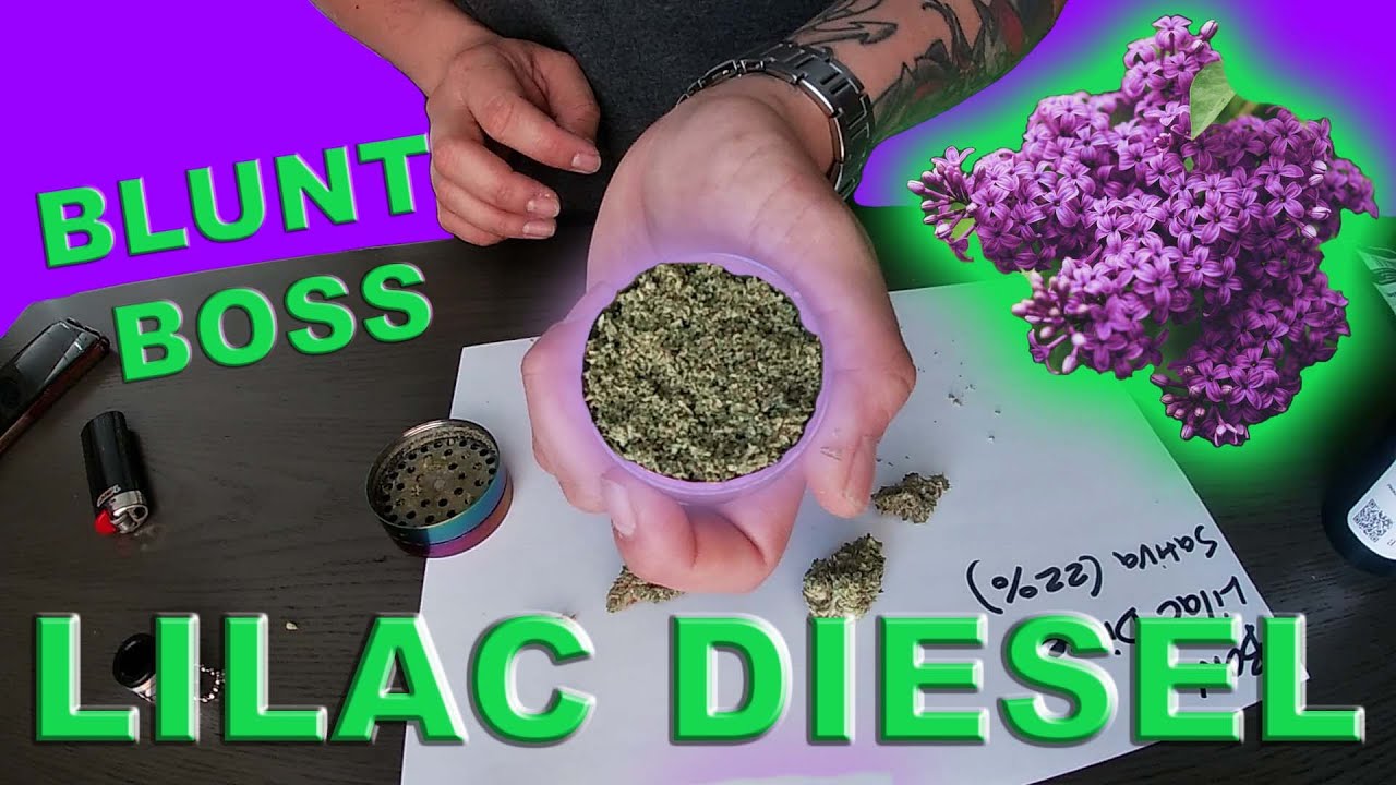 Blunt Boss | Flower Review | Lilac Diesel